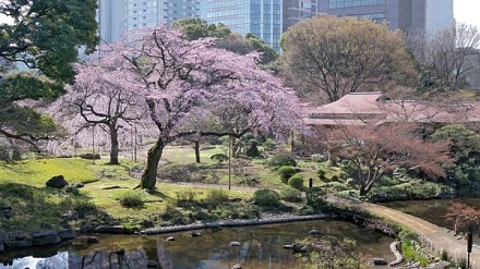 东京赏樱好去处－小石川后乐园