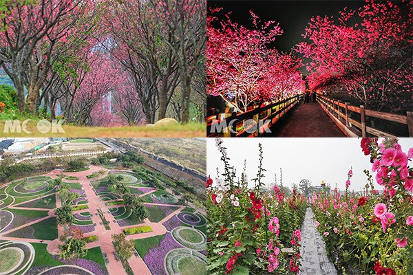 假期赏花热门必去中台湾四大花海景点