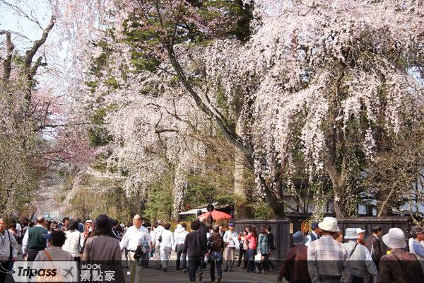 漫步幸福花语，秋田角馆樱花祭登场
