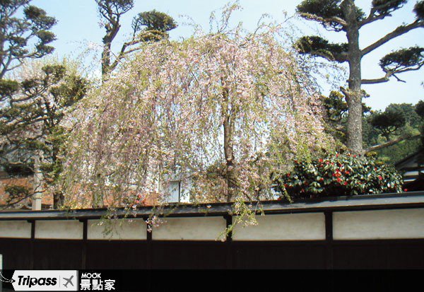 秋田私房花见大公开，寻找角馆神秘好礼