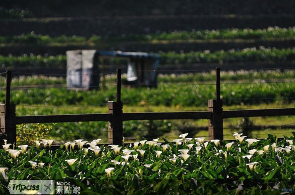 阳明山竹子湖海芋季，26日纯白登场