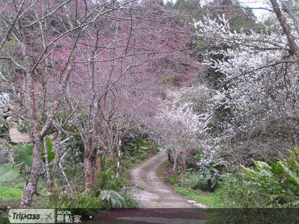 eye上阿里山！3万元征摄影达人