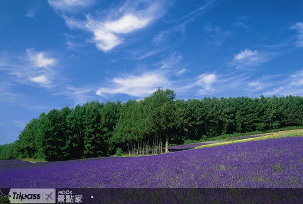 北海道打工去，徜徉紫色薰衣草花田