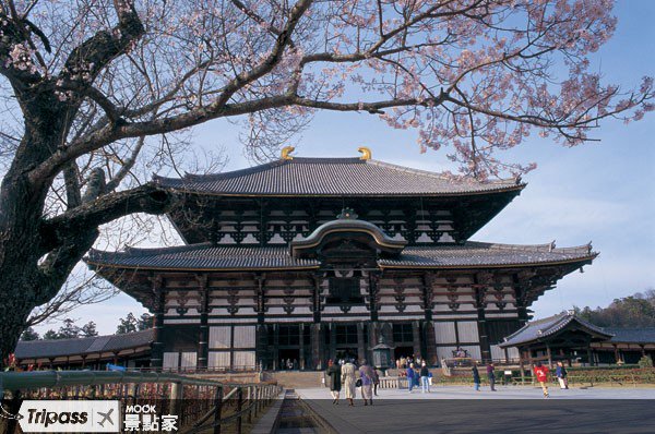 雅樱收服神鹿，奈良最动人的一幕::关西::奈良公园::赏樱