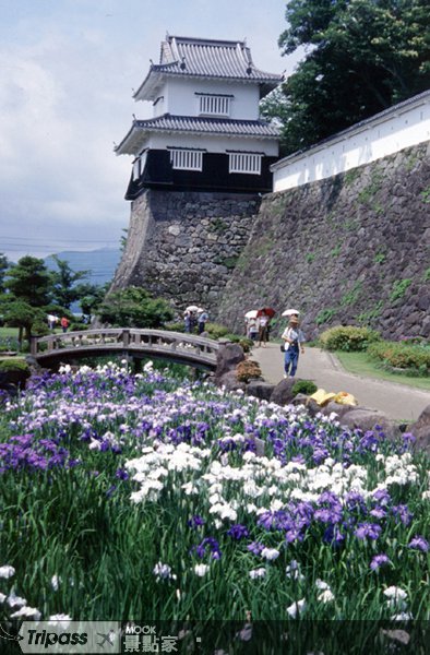 长崎大村花祭，玩味艳紫花菖蒲