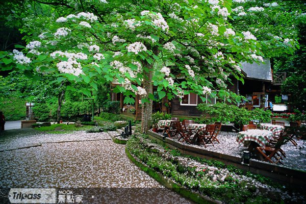 无敌桐花王！苗栗油桐花坊晋升一级战区