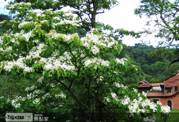 春暖花开赏“春雪”，TheOne南园赏桐趣