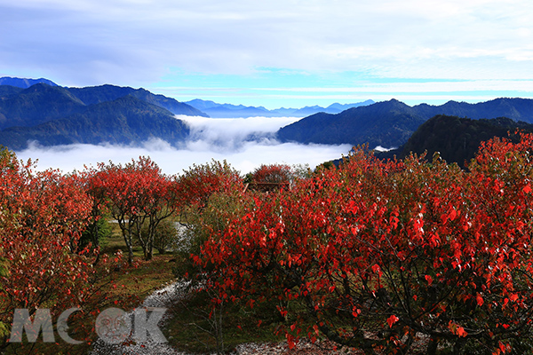 全台最高游园车首航阿里山推花粉铁粉摄影小旅行