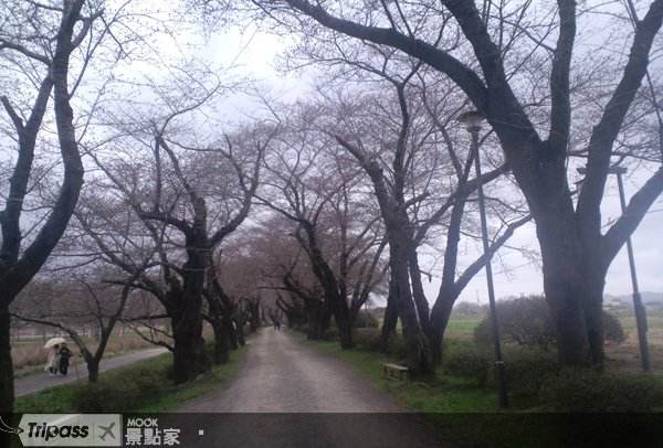 北上展胜地樱花祭，循着哒哒马蹄声赏樱去