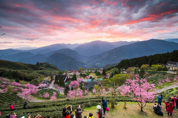 粉红花海赏日落仙境农场樱花季开跑