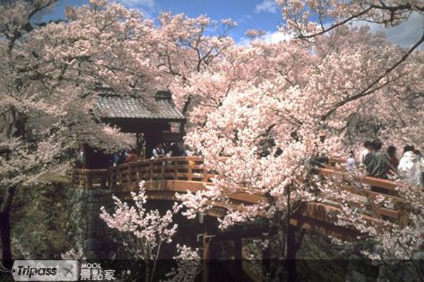 长野高远樱花祭，1500株小彼岸樱映城邑