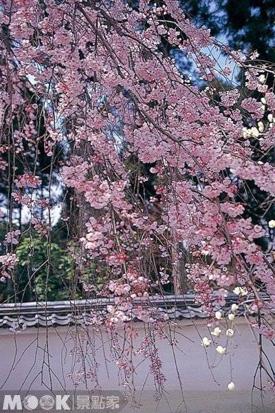 邂逅春日浪漫，京都追樱去（上）