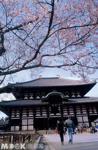灿星旅游::樱花舞春风，三都浪漫花见之旅