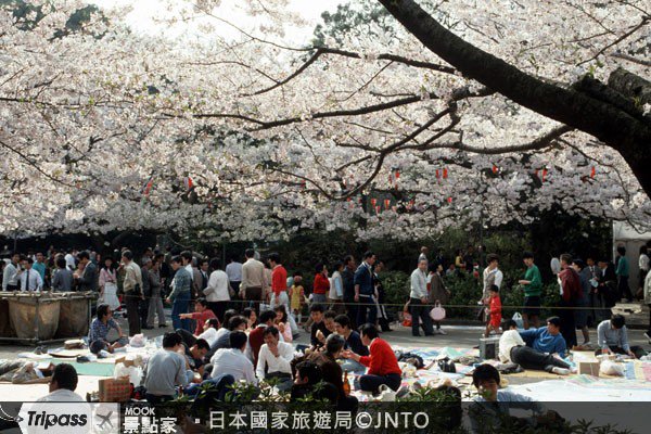 樱花雨纷飞，赶赴上野公园野餐盛宴::关东::赏樱