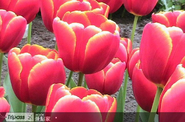 相约荷兰花季，徜徉库肯霍夫郁金香公园
