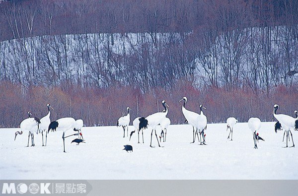 看冰赏雪搭火车（三）／梦幻蒸汽火车SL冬之湿原号