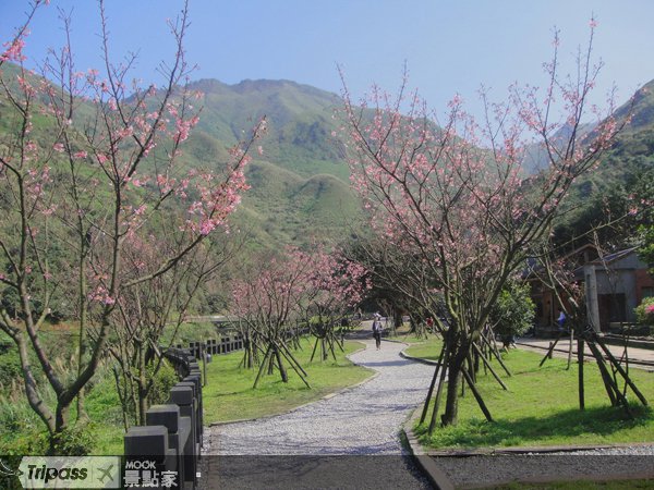 九份赏春色，黄金博物馆樱花满园