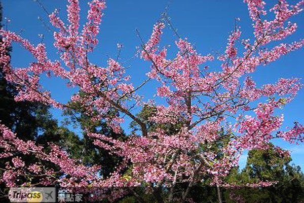 舞动春樱，阿里山樱花娇艳盛开