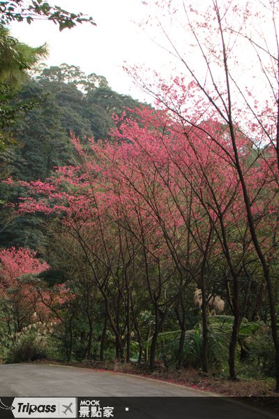 2010三芝樱花季，漫步樱木花道