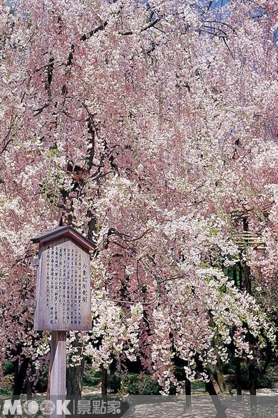 日本花见热点15选／八重樱皇室代表作::京都::平安神宫