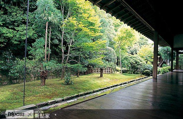 春の京都龙安寺，赏樱、静观枯山水
