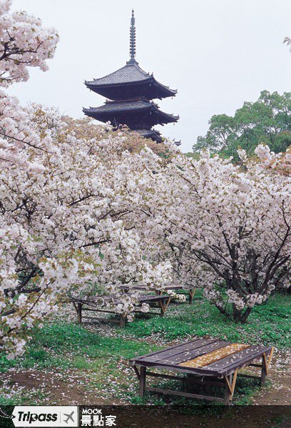 京洛最晚绽放的樱花::关西::京都::仁和寺::赏樱