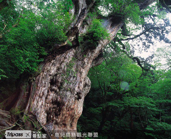 感动宫崎骏的神秘森林::九州::鹿儿岛县屋久岛