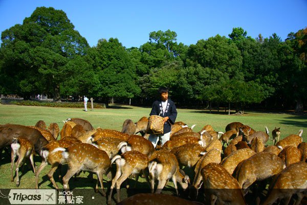奈良世界遗产散步，东大寺喂鹿新体验