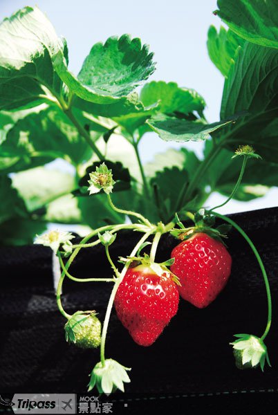 草莓季开跑！大湖限定美味之旅