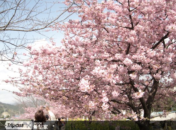 日本早春花见，伊豆河津樱报到