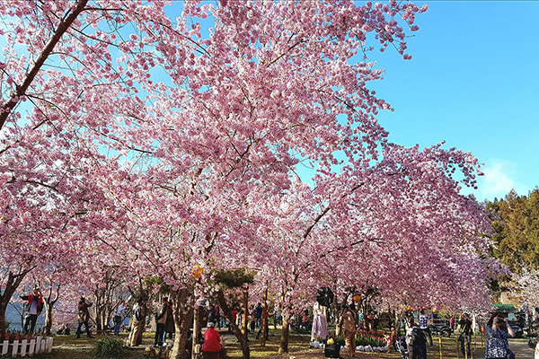 粉色樱花海大盛开！绝美农场野餐出游好去处