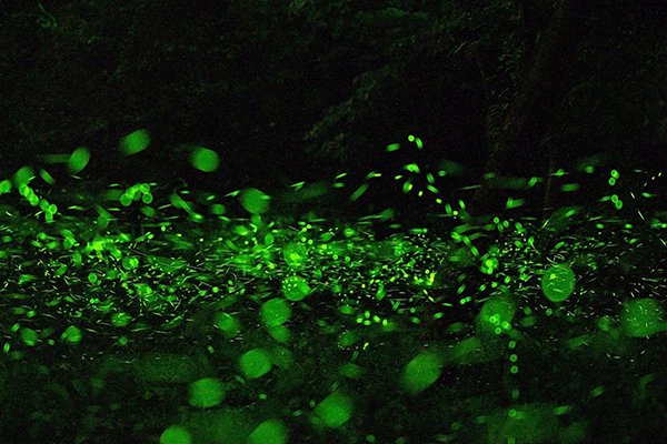 梦幻光点美得像仙境花莲四大赏萤景点