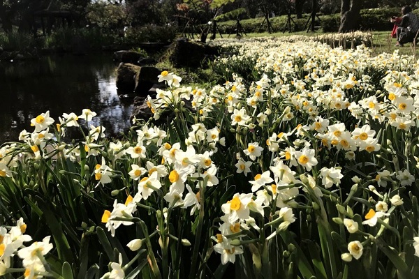 阳明山花季不只赏樱湖山绿地8000株水仙花大爆发