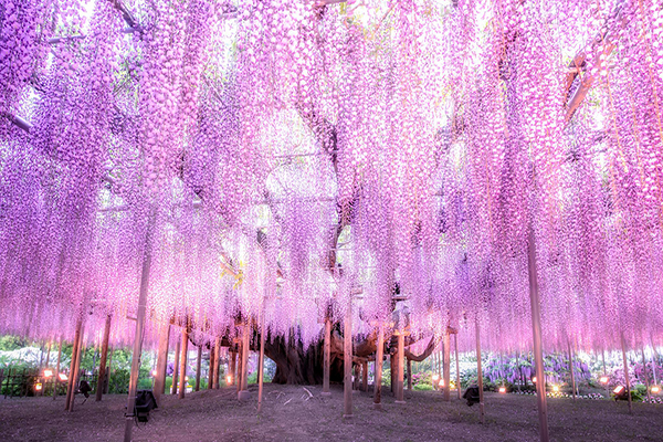 紫色花海隧道好梦幻！日本五大紫藤花景点