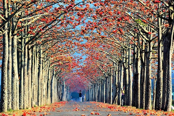 世界最美木棉花道在台湾！800米花海火红绽放