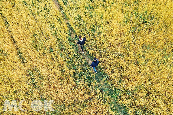 金黄麦浪梦幻盛开花田迷宫寻宝必拍景点
