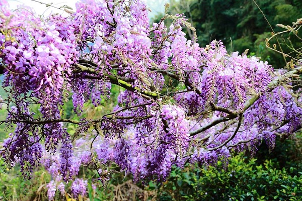 春日限定紫色花海绽放紫藤花流苏浪漫破表
