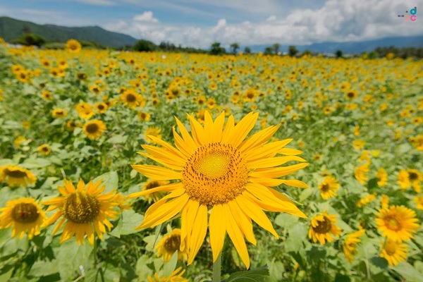 3万朵向日葵花海免费采骑马赏花亲子一日游