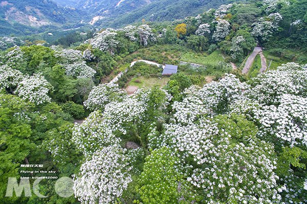 桐花季赏花提早规划全台七大赏桐景点
