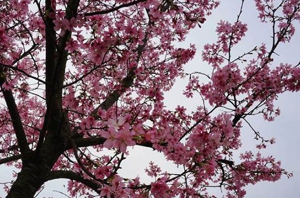 2018三芝樱花季一万六千株樱花海绽放