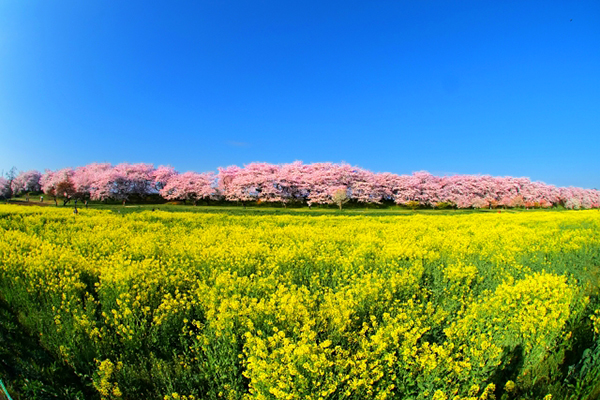 大片金黄花海梦幻到不行日本八大油菜花景点
