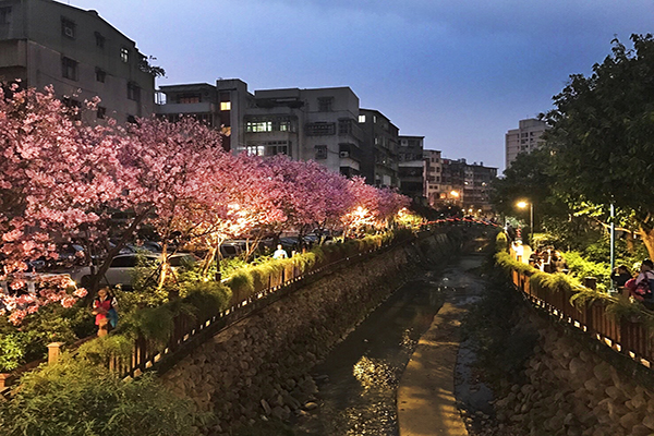 左岸樱花海好浪漫捷运赏夜樱新热点