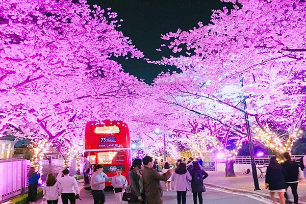 大片樱花景观日夜都浪漫韩剧场景成情侣打卡圣地