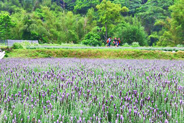 2万株薰衣草尽收眼底全台最大园区免费参观
