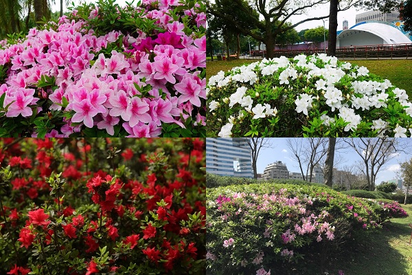 春日台北杜鹃花季十大赏花拍照热点