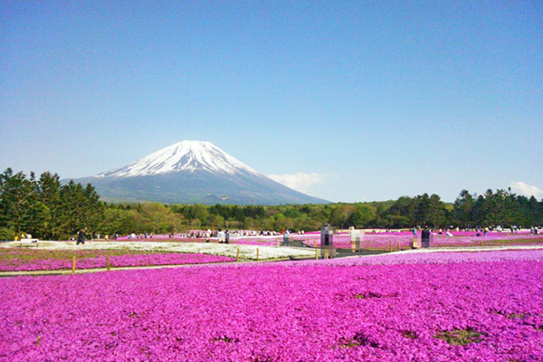 粉红大地美景此生必看日本六大芝樱景点