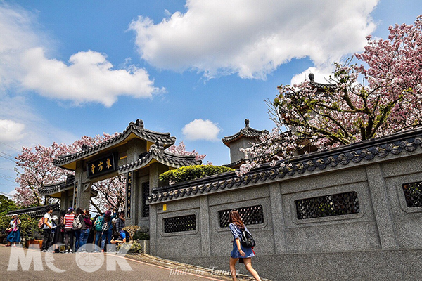 樱花紫藤大爆发！东方寺免费赏樱胜地