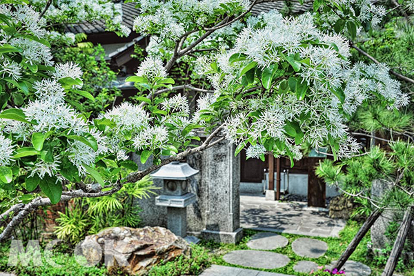 雪白花海春日必赏亮点全台十大流苏花景点