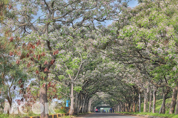 台版目黑川花海也在这全台五大苦楝树景点