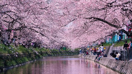 日本樱花盛开，摄影师HidenobuSuzuki拍摄漫天花海影像